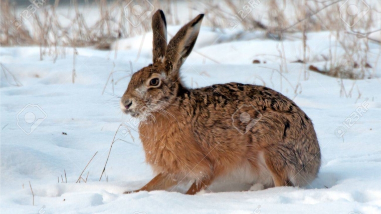 1 ноября открывается охота на зайцев, норку американскую, белку, куниц, хоря лесного, ласку