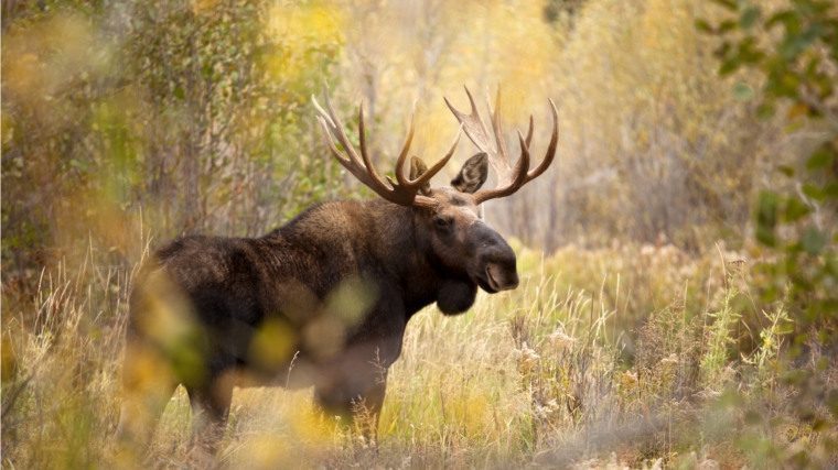 10 ноября открывается охота на лося в закрепленных охотничьих угодьях