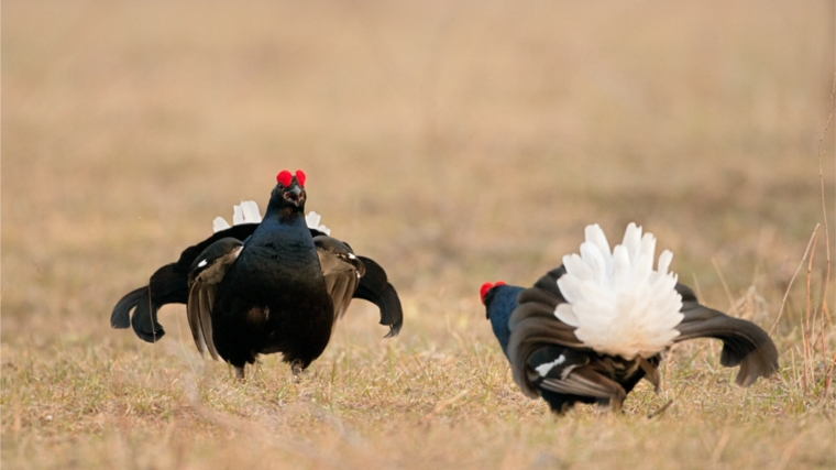 Подведены итоги весенней охоты на птицу на территории Чувашии