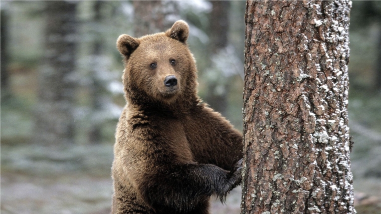Итоги учета численности бурого медведя.