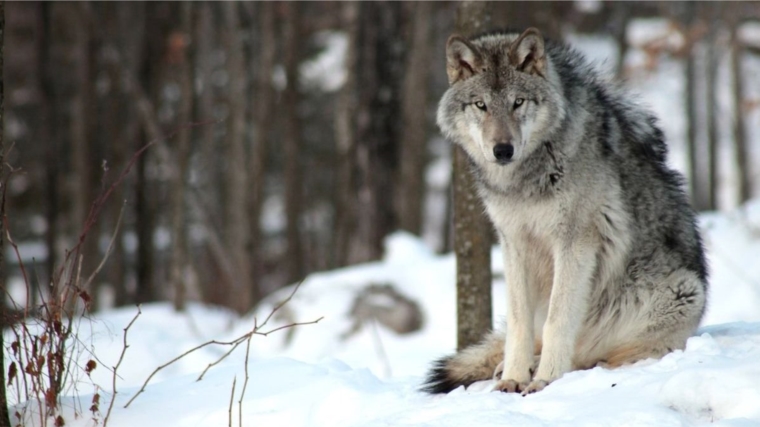 С начала 2020 года в Чувашии добыто 11 волков